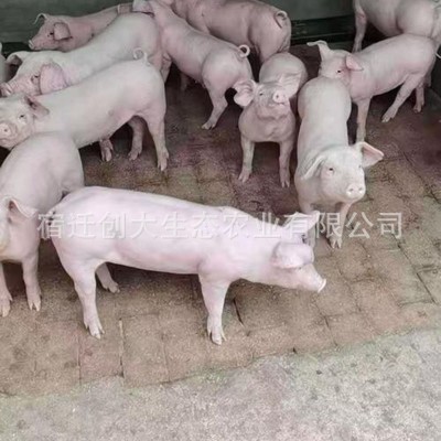 长大原种猪长太母猪 仔猪猪苗养殖长供应品类齐全 量大价优图3