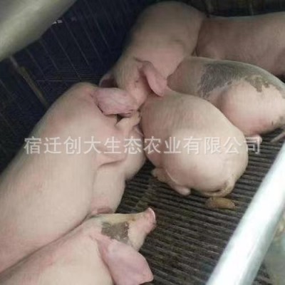 养殖场供应长太二元母猪 活体猪价格种猪猪苗 长白种猪 种类齐全图4