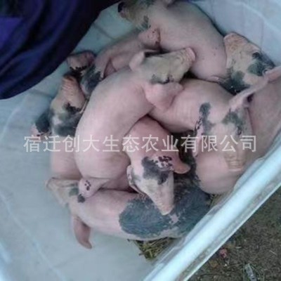 养殖场供应长太二元母猪 活体猪价格种猪猪苗 长白种猪 种类齐全图3