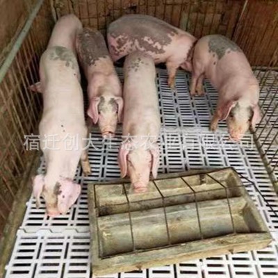 养殖场供应长太二元母猪 活体猪价格种猪猪苗 长白种猪 种类齐全图2