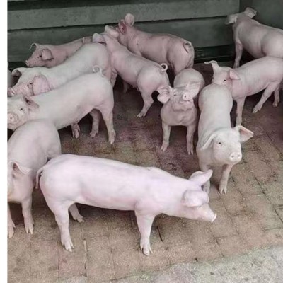 长太种母猪批发品种齐全长白种猪太湖母猪皮梅母猪杜洛克种猪仔猪图4