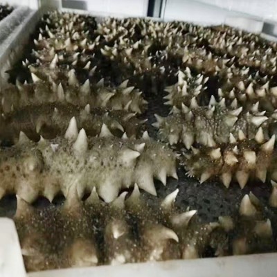 青岛批发大连冻干海辽参 即食海参500g 鲜食海参辽参 淡干海参图2