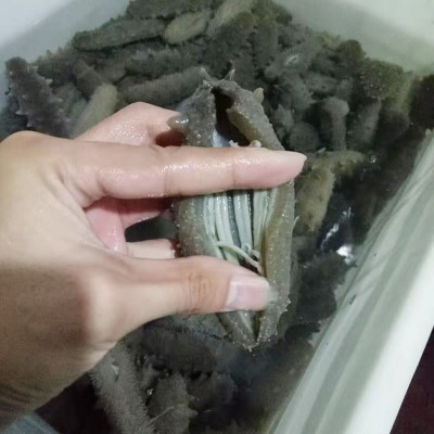 青岛批发大连冻干海辽参 即食海参500g 鲜食海参辽参 淡干海参图3
