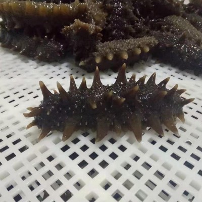青岛批发大连冻干海辽参 即食海参500g 鲜食海参辽参 淡干海参图4
