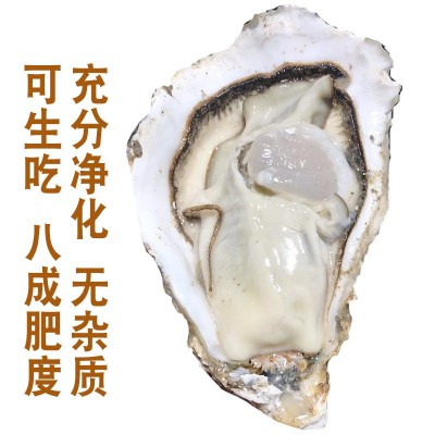 乳山鲜活生蚝批发流通货8成肥50斤1箱海鲜水产烧烤团购山东牡蛎图4