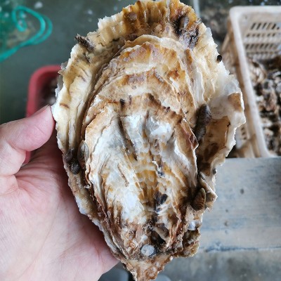 乳山鲜活生蚝批发流通货8成肥50斤1箱海鲜水产烧烤团购山东牡蛎图3