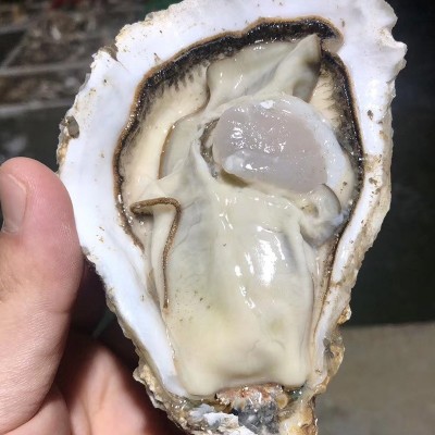 山东乳山鲜活生蚝批发流通货8成肥100斤1箱牡蛎烧烤清蒸金小棠图2