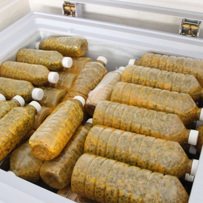 广西特产新鲜百香果鸡蛋果西番莲百香果酱果肉果汁原浆 4斤包邮图2