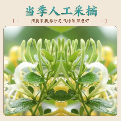 深本堂 金银花茶正品搭菊花野生特级中葯材泡水凉茶批发代发包邮图2