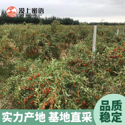 漠上果园红枸杞产地新疆新货批发男性代用茶优选大果量大价优代发图3