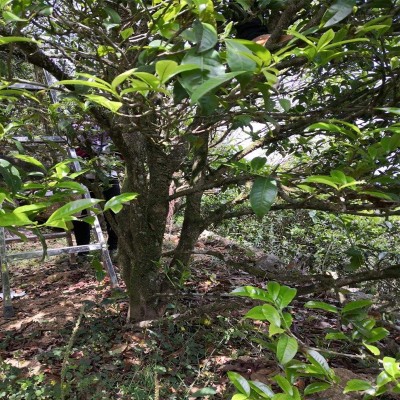潮州凤凰单丛礼品盒装送礼茶叶散装蜜兰香批发乌岽单枞茶叶鸭屎香图2