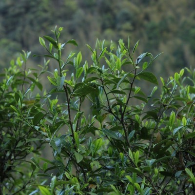 大赤甘正山小种桐木关武夷红茶批发金骏眉野生红茶武夷山原产地图2