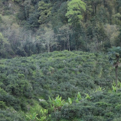 大赤甘正山小种桐木关武夷红茶批发金骏眉野生红茶武夷山原产地图4