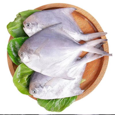 渔鲜福厂家批发新鲜速冻银鲳鱼白鲳鱼扁平鱼冷冻海鲜水产一件代发图4