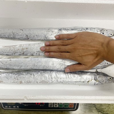 小眼油刀鱼海捕带鱼5斤 (4两左右/条)13条左右图3