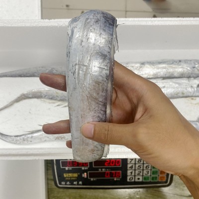 小眼油刀鱼海捕带鱼5斤 (4两左右/条)13条左右图2