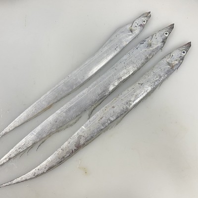 小眼油刀鱼海捕带鱼5斤 (4两左右/条)13条左右图4