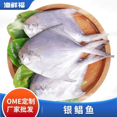 渔鲜福厂家批发新鲜速冻银鲳鱼白鲳鱼扁平鱼冷冻海鲜水产一件代发图2