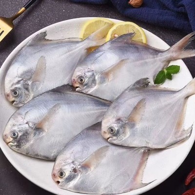 渔鲜福厂家批发新鲜速冻银鲳鱼白鲳鱼扁平鱼冷冻海鲜水产一件代发图4