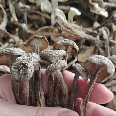 叶小玲新货鹿茸菇干货福建古田菌菇磨菇食用农产品250g推荐图3