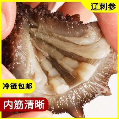 国标鲜活即食海参大连产地辽参刺参非干货冷冻辽海参500g顺丰包邮图4