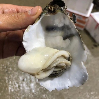 广东鲜活超大生蚝湛江新鲜海鲜水产100斤冷冻速冻半带壳牡蛎乳山图3