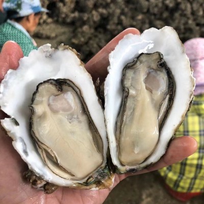 广东鲜活超大生蚝湛江新鲜海鲜水产100斤冷冻速冻半带壳牡蛎乳山图2
