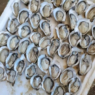 广东鲜活超大生蚝湛江新鲜海鲜水产100斤冷冻速冻半带壳牡蛎乳山图5