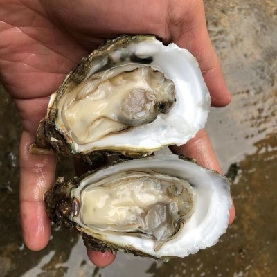 湛江乳山超大特大牡蛎水产鲜活冷速冻广东商用生蚝半壳100斤一箱图3