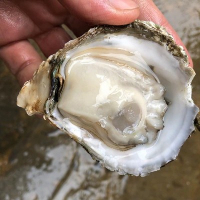 湛江乳山超大特大牡蛎水产鲜活冷速冻广东商用生蚝半壳100斤一箱图2