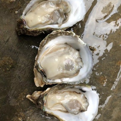 湛江乳山超大特大牡蛎水产鲜活冷速冻广东商用生蚝半壳100斤一箱图4