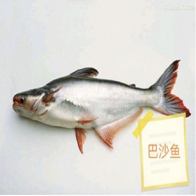 风展农业供应 湄公河鱼种巴沙鱼 量大品种好 专业养殖基地图5