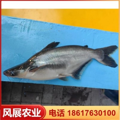 风展农业供应 湄公河鱼种巴沙鱼 量大品种好 专业养殖基地图2
