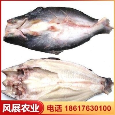 风展农业供应 湄公河鱼种巴沙鱼 量大品种好 专业养殖基地图3