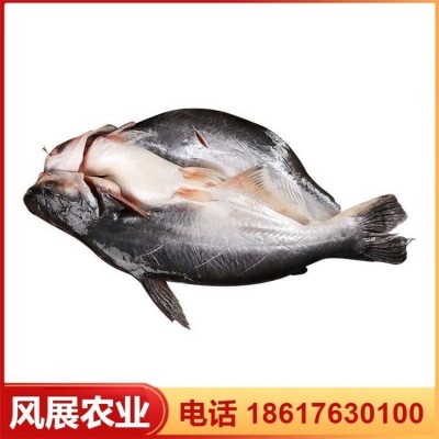 风展农业供应 湄公河鱼种巴沙鱼 量大品种好 专业养殖基地图4