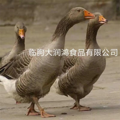 厂家批发新鲜白条鹅 真空冷冻鹅肉 铁锅炖大鹅红烧鹅肉大白鹅整鹅图4