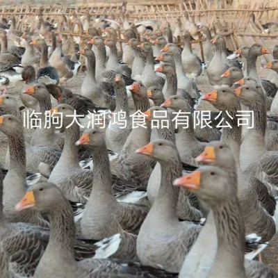 厂家批发新鲜白条鹅 真空冷冻鹅肉 铁锅炖大鹅红烧鹅肉大白鹅整鹅图2
