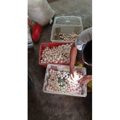 鸽舍供应米玛斯白鸽 体躯结实 胸宽肉厚 产蛋抱孵能力强图2