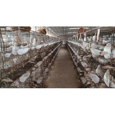 鸽舍供应米玛斯白鸽 体躯结实 胸宽肉厚 产蛋抱孵能力强图5