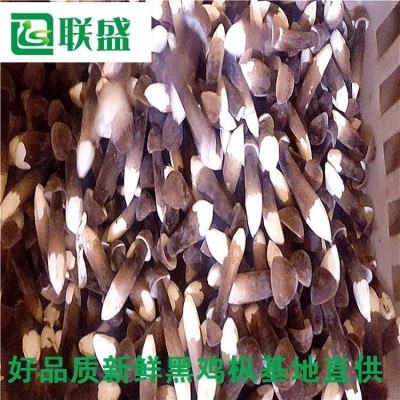 新疆黑皮鸡枞菌种植基地黑皮鸡纵厂家直发 栽培技术出菇菌包基地供应图2