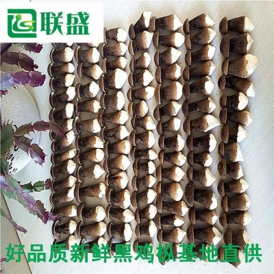 新疆黑皮鸡枞菌种植基地黑皮鸡纵厂家直发 栽培技术出菇菌包基地供应图3