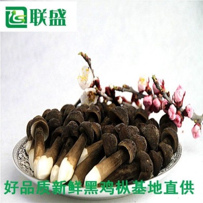 新疆黑皮鸡枞菌种植基地黑皮鸡纵厂家直发 栽培技术出菇菌包基地供应图4