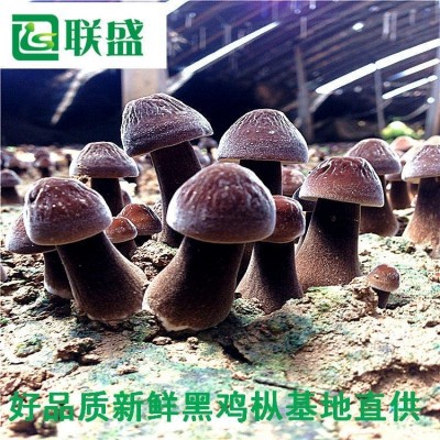 黑皮鸡枞菌种植基地 载培菌棒黑皮鸡纵厂家 鸡枞菌基地图3