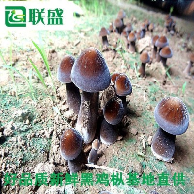 黑皮鸡枞菌种植基地 载培菌棒黑皮鸡纵厂家 鸡枞菌基地图4