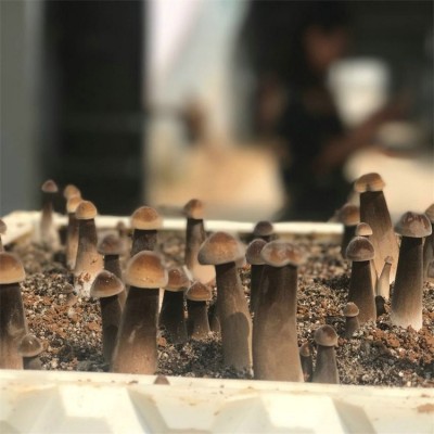 联盛 上海鸡枞基地 鸡纵菌 供应定做图2