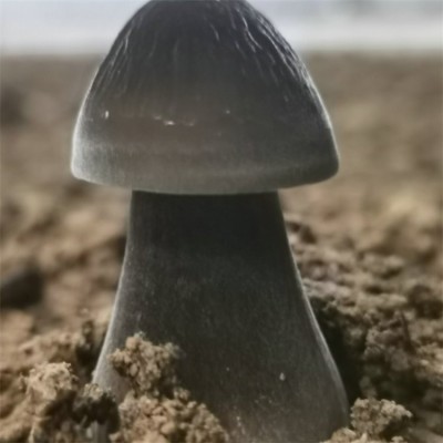 联盛 郑州黑皮鸡枞菌基地 食用黑皮鸡枞菌 欢迎选购图2