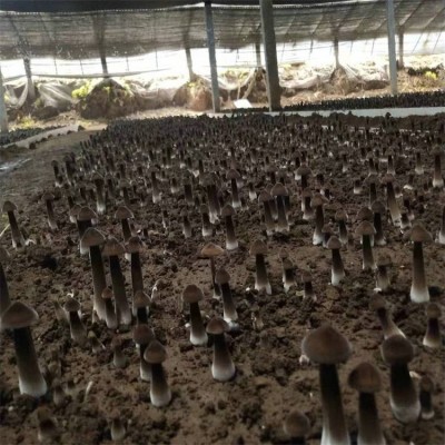联盛 郑州黑皮鸡枞菌基地 食用黑皮鸡枞菌 欢迎选购图3