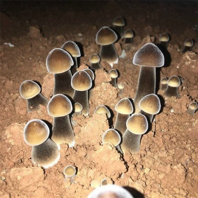 联盛 郑州黑皮鸡枞菌基地 鸡枞菌 生产厂家图2