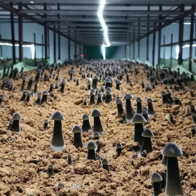 联盛 郑州黑皮鸡枞菌基地 鸡枞菌 生产厂家图3