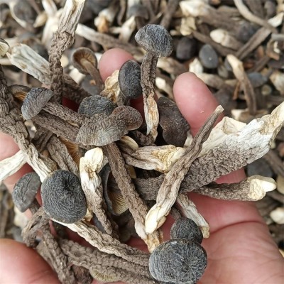 联盛 黑皮鸡枞菌种植 鸡枞菌菌种多少钱 规格齐全图2